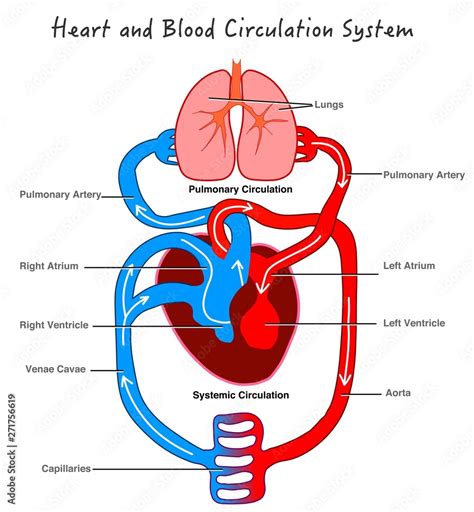 Blood circulatory system. Stylized heart anatomy, diagram. Human circulation system. Basic ...