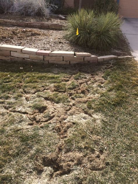 Prevent and Repair Vole Damage in Your Colorado Lawn