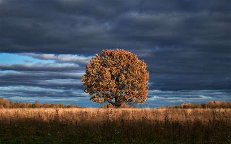 Amazing Tree Photography Wallpaper, HD Nature 4K Wallpapers, Images and Background - Wallpapers Den