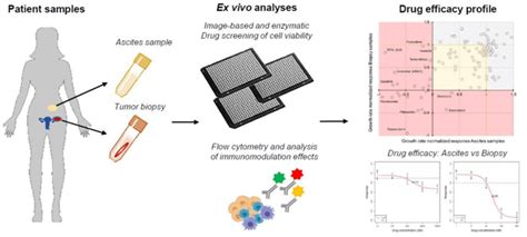 Illustration of the ex vivo assay strategy for Krukenberg tumors ...