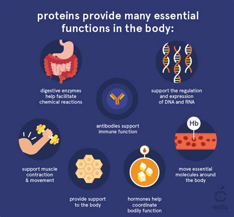 What are Proteins and What is Their Function in the Body? | Eufic