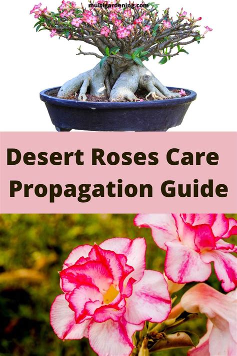 Desert Rose Care and Propagation - Multigardening