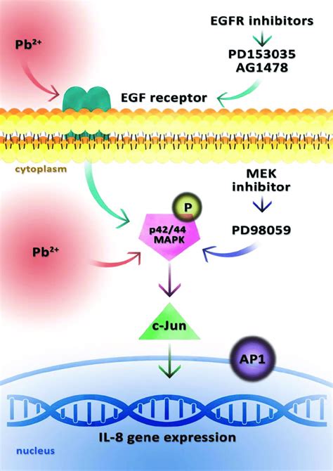 Model of lead (Pb 2+ )-induced activation of the IL-8 gene. The diagram... | Download Scientific ...