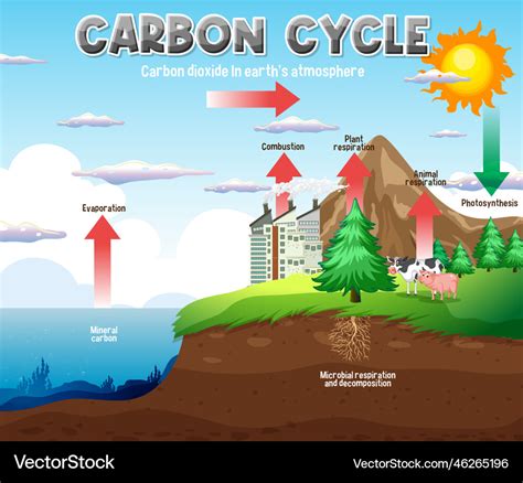 Carbon cycle diagram for science education Vector Image