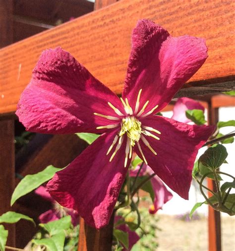 Clematis 'Venosa Violacea' - Clematis viticella 'Venosa Violacea' - Baumschule Horstmann