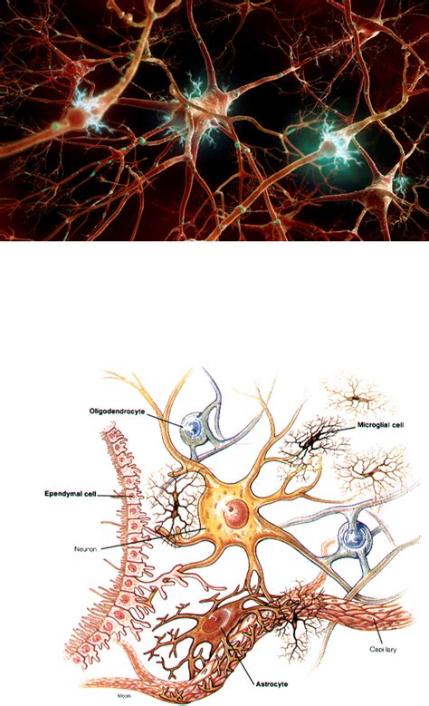 Mind and Brain Connection