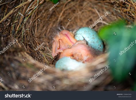 Birds Hatching Their Eggs Nest Built Stock Photo 1206842569 | Shutterstock