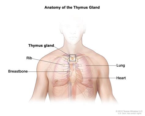 Thymoma and Thymic Carcinoma Treatment - NCI