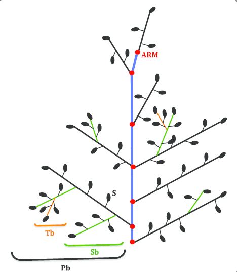 Structure of a rice panicle. Schematic representation of a rice panicle... | Download Scientific ...