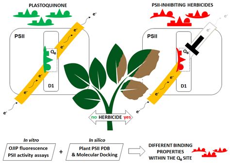 Binding Properties of Photosynthetic Herbicides with the QB Site of the D1 Protein in Plant ...