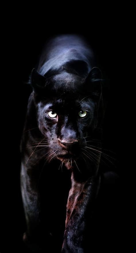 Black Panther Animal Hd Wallpaper Best Of Animals Wallpaper Iphone Of Black Panther Animal Hd ...