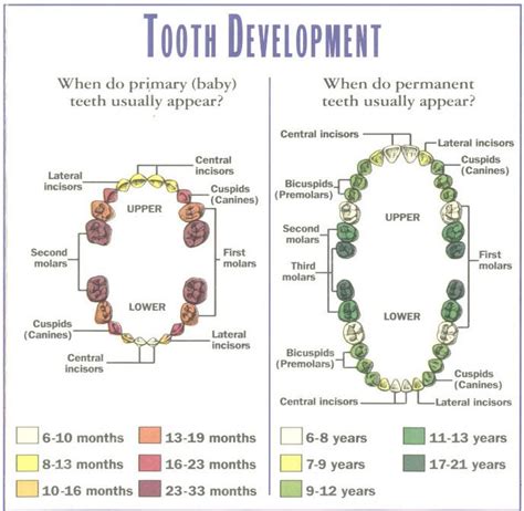 Teeth growth chart | Baby teeth, Teeth eruption chart, Dental assistant ...