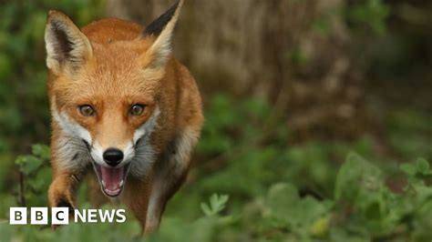 Dog poo forms a significant part of foxes' diet - BBC News