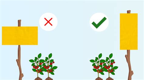 Top 4 Key Points for Maximizing Sticky Trap Effectiveness - Gumtree Traps