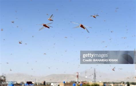 190 Locust Flying Stock Photos, High-Res Pictures, and Images - Getty Images