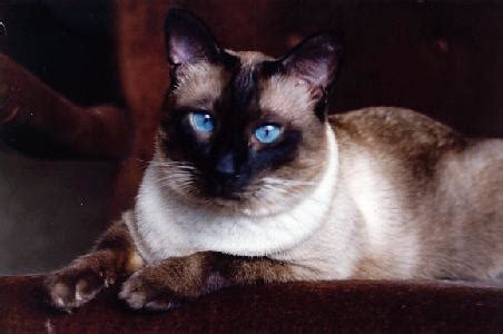 Lorna Blog: Applehead Siamese Cat