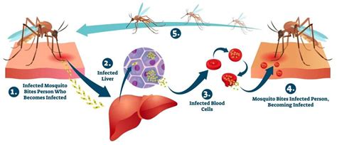 Protist Diseases | Shalom Education GCSE Biology Revision