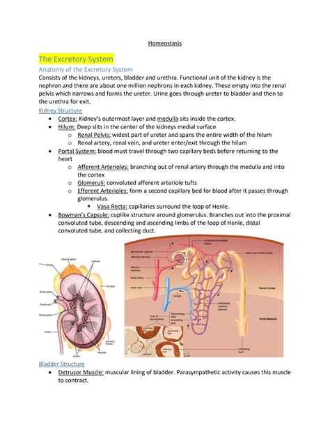 SOLUTION: Homeostasis|The excetory system detailed study notes - Studypool