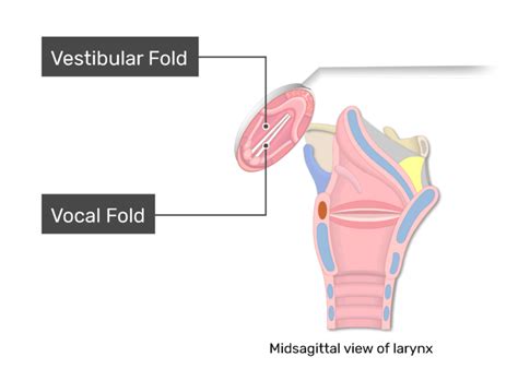 Glottis - Structure & Function | GetBodySmart