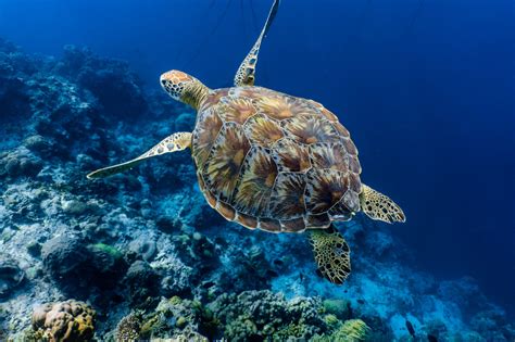 Green Sea Turtle Facts: Habitat, Diet, Conservation, & More