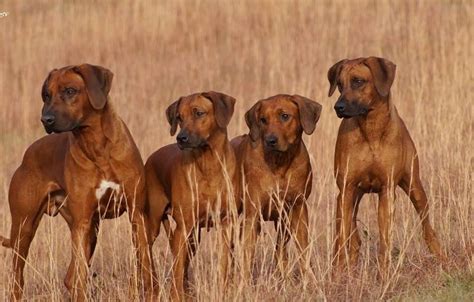 Gorgeous Lion Hunters: Rhodesian Ridgebacks