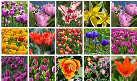 8 Tulip Varieties That Will Delight Your Senses