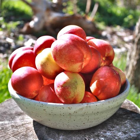 Nectarine tree - growing, pruning, and advice on caring for it