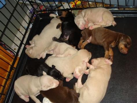 Doberman albino pups | Albino animals, Doberman pinscher, Doberman funny