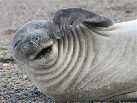 These photos of seals laughing will make your day | Laughing animals, Funny animal pictures ...