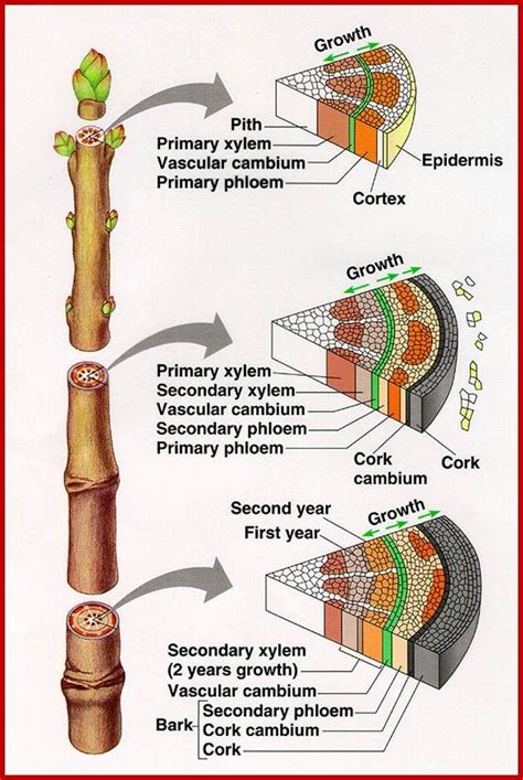 Ascent of Sap | Biology plants, Plant science, Teaching biology