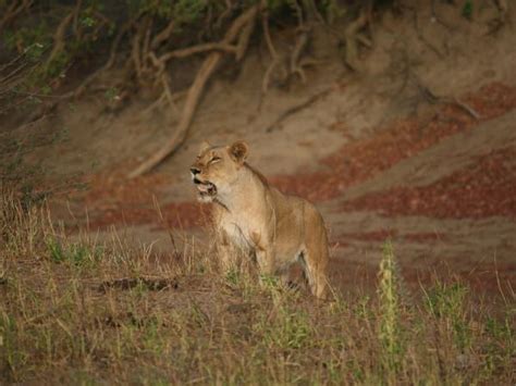 Chad wildlife safari, Zakouma national park | Responsible Travel