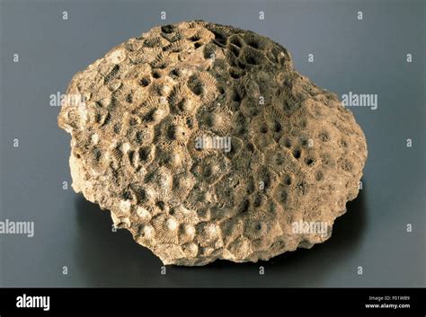 Fossils - Cnidaria - Anthozoa - Rugosa - Tetracoral Hexagonaria ...