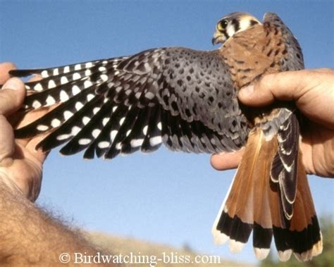 American Kestrel - Information and Pictures