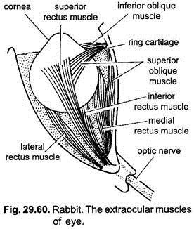 Sense Organs of Rabbit (With Diagram) | Vertebrates | Chordata | Zoology