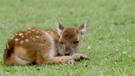 cute baby deer sleeping on short Stock Footage Video (100% Royalty-free) 1012171214 | Shutterstock