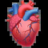🫀 Anatomical Heart Emoji Copy Paste 🫀
