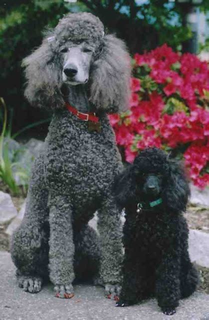 Size and Weight of Poodle Dog - Annie Many