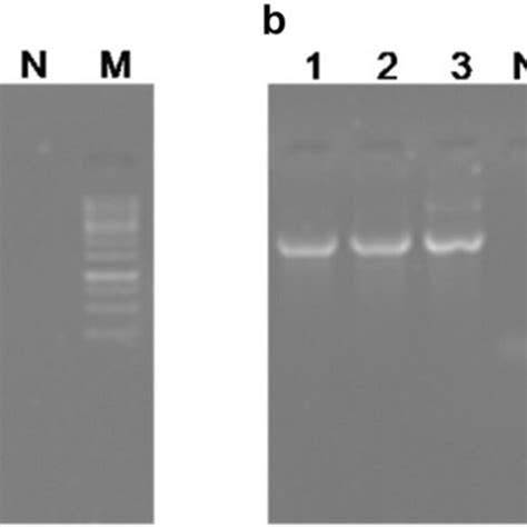 Clone confirmation by colony PCR using gene specific primers. a Lanes ...