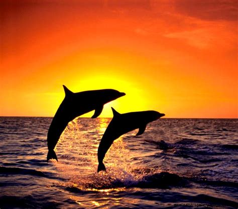 Sunset Wallpaper With Dolphins | Wallpapers Gallery