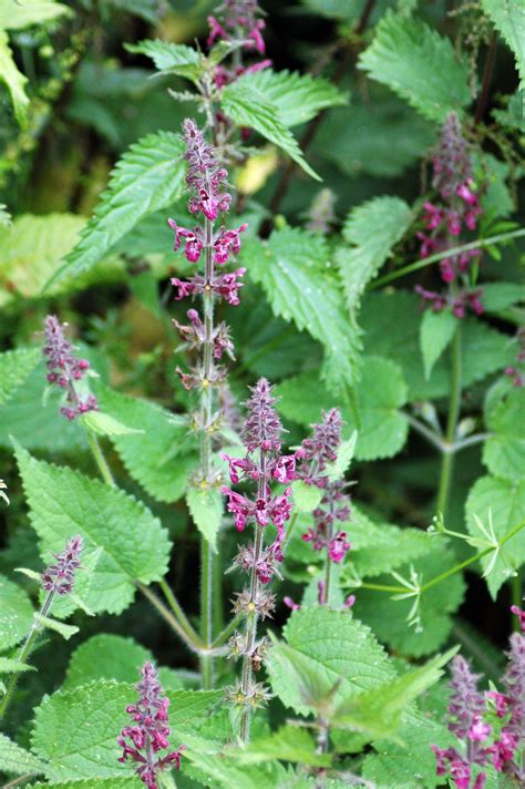 Wildflower Plug Plants Uk