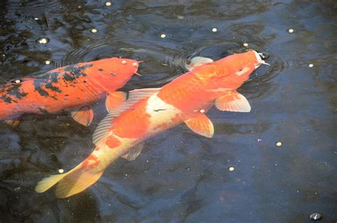 Feeding My Koi Photograph by Bonfire Photography - Fine Art America