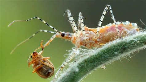 Kissing Bug Stink Bug | museosdelima.com