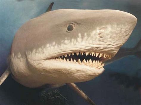 Extinct Megalodon, the largest shark ever, may have grown too big - NBC News