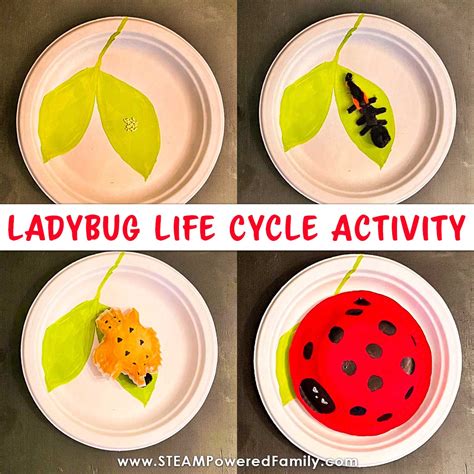 Ladybug Life Cycle Activity