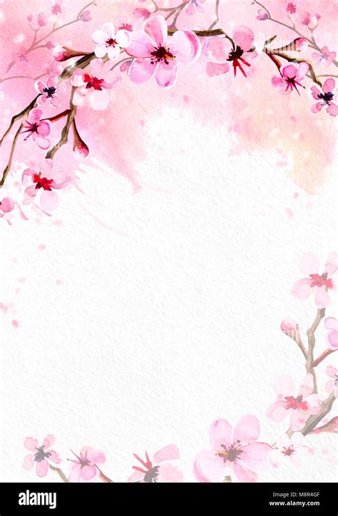 Cherry blossom on pink watercolor background Stock Photo - Alamy