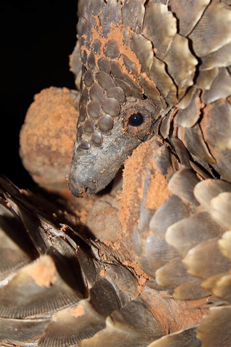 Commercial pangolin farming will very likely have a negative impact on ...