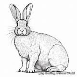 Realistic Rabbit Coloring Pages  Free & Printable sketch template
