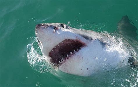 Bull shark attacks in French Pacific Overseas Territory — MercoPress