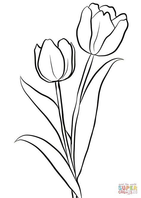 Tulip Outline Drawing at GetDrawings | Free download