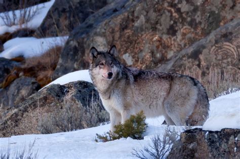 In Command | Yellowstone NP | Joseph C. Filer Photography